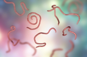 parasites